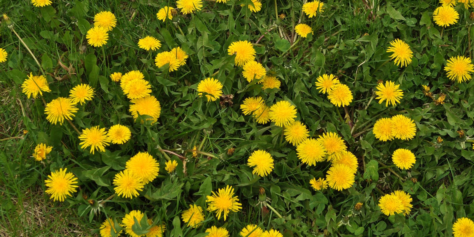 dandelions